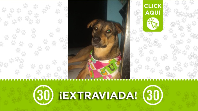 'Tara' perdida en El Picacho