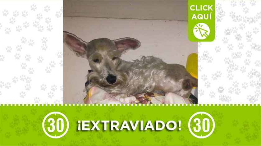 'Simón' perdido en Manrique