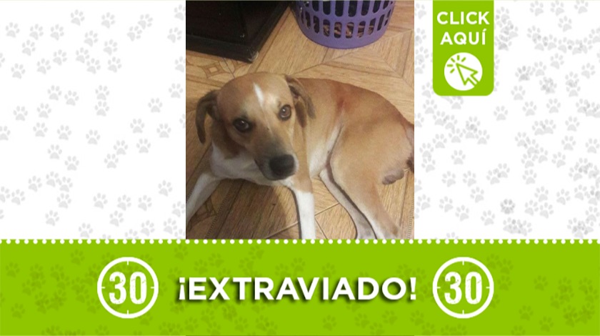 "Toby" perdido en Robledo