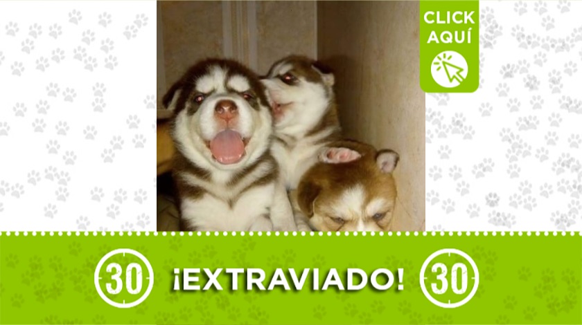 Perritos perdidos en Bello