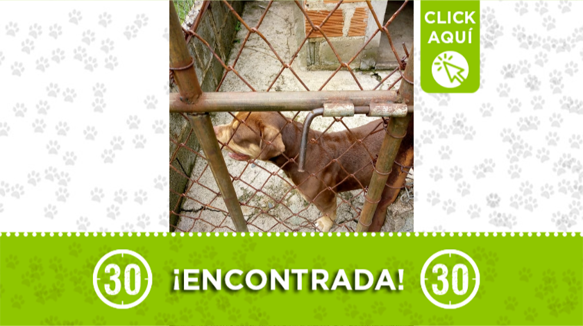 Perrita encontrada en Copacabana