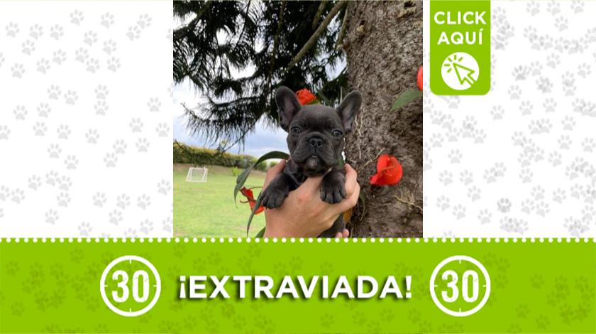 Perrita extraviada en vereda Ojo de Agua en Rionegro