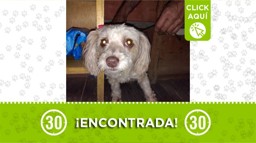 Perrita encontrada en Bello