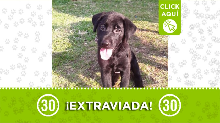 'Cloi' perdida en Zamora