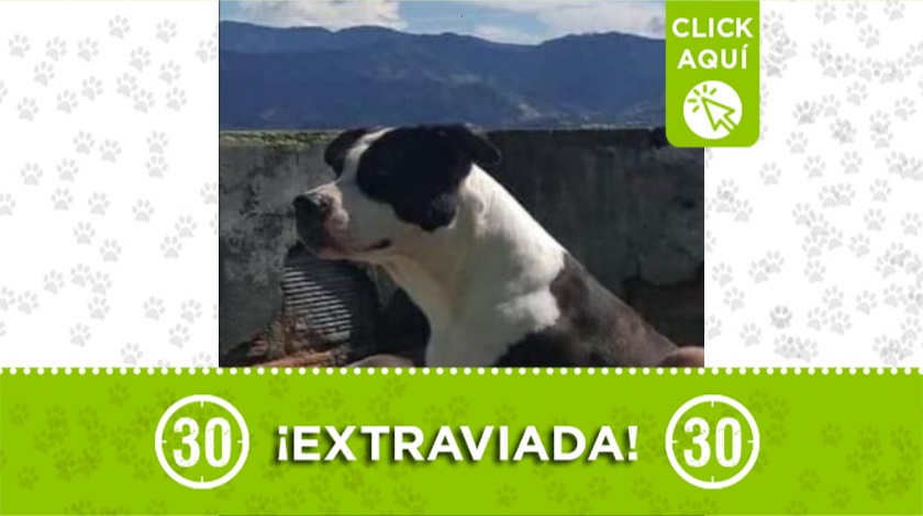 'Kira' perdida en Manrique