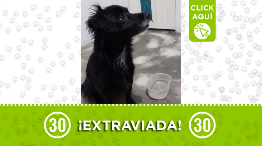 Perrita perdida en Bello