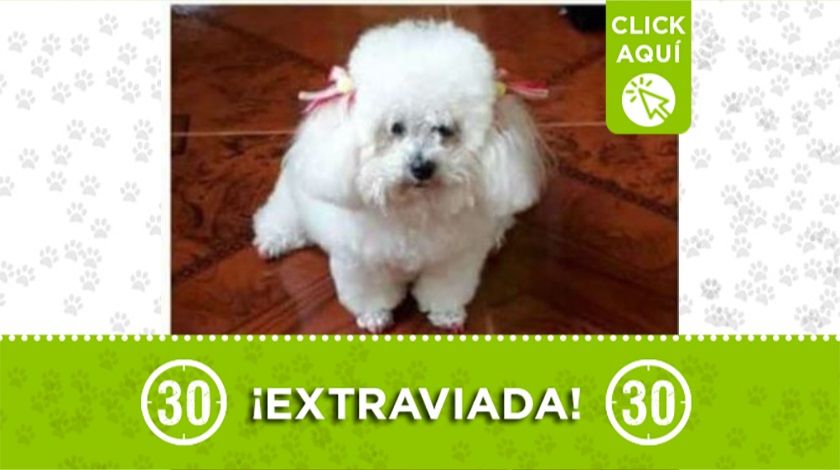 'Tekila' perdida en San Pedro de los Milagros