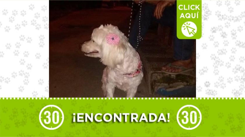Perrita encontrada en Medellín