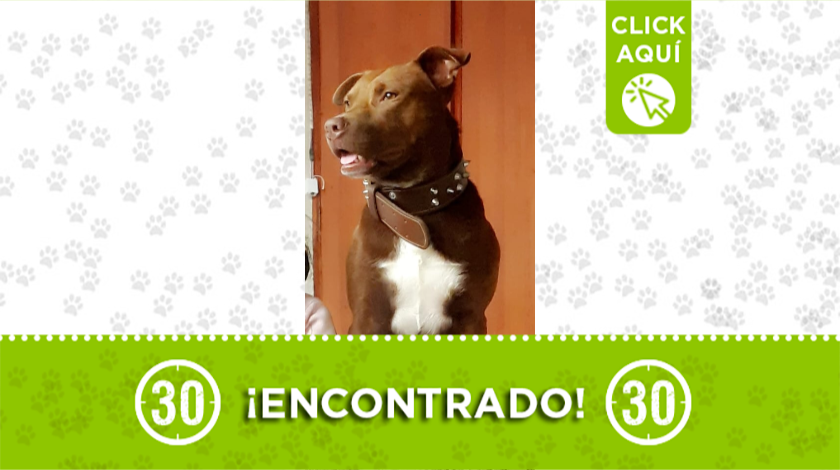 Perrito encontrado en Caldas.