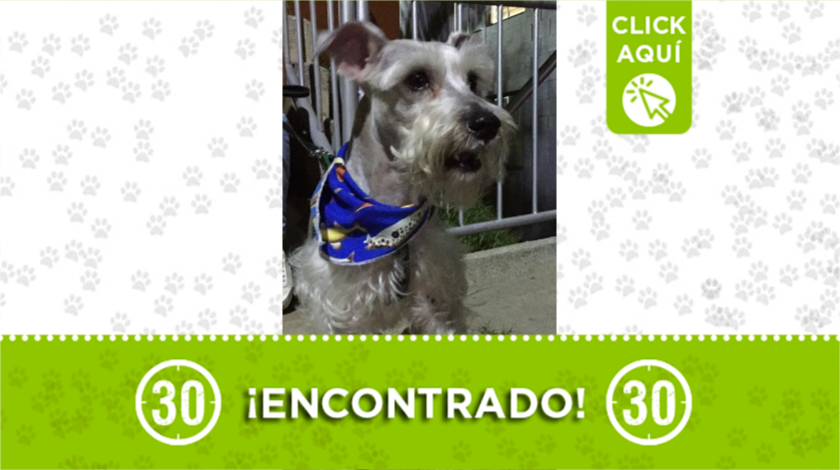 Perrito encontrado por la bomba de Robledo, buscan a sus dueños