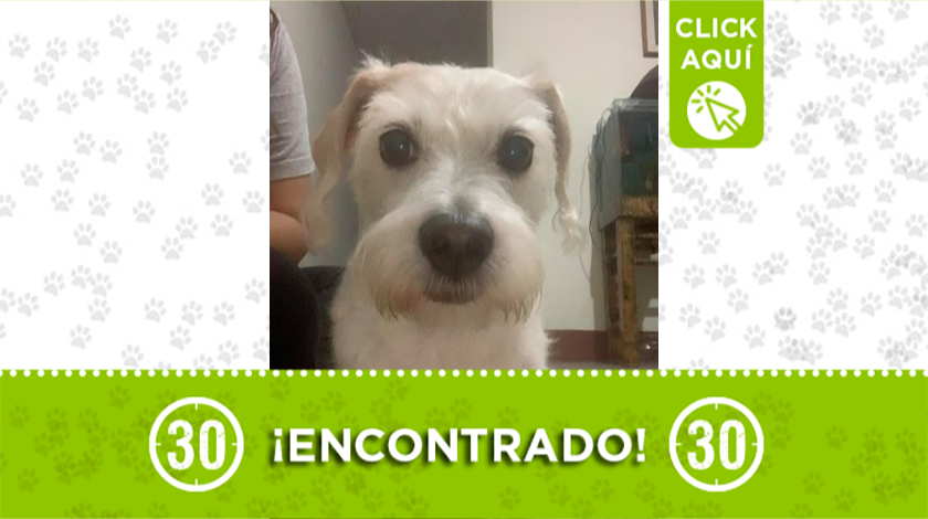 Este peludito llegó a una casa en Robledo, buscan a sus dueños