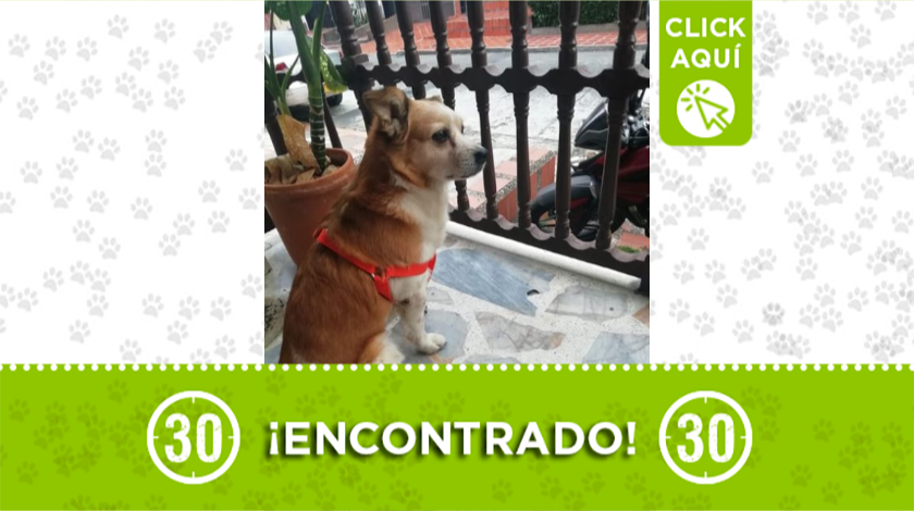 Este perrito fue encontrado deambulando por el barrio Santa Fe