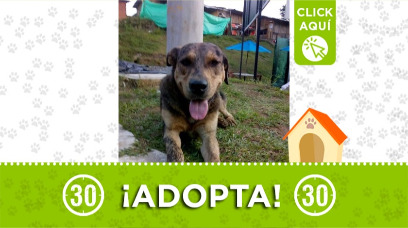 Perrito en adopción