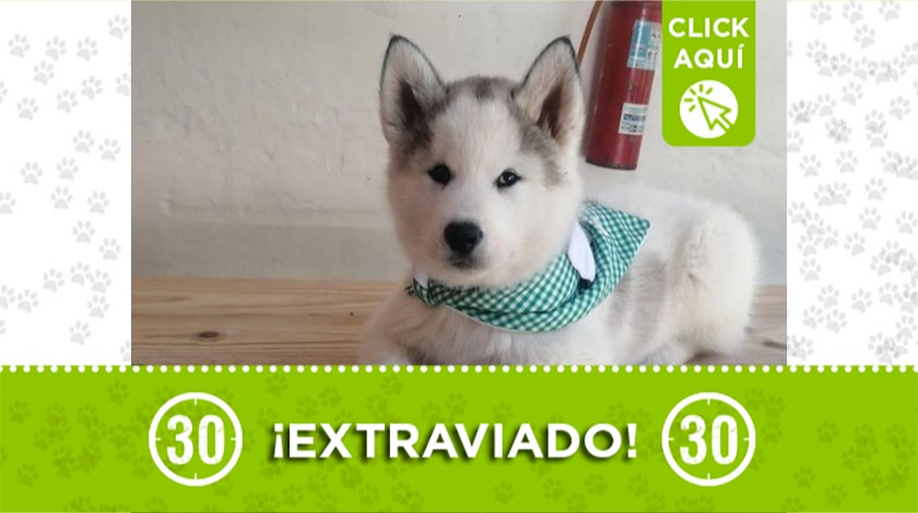 Perrito perdido en San Antonio de Prado