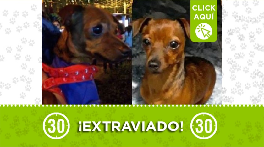 Perrito perdido en Manrique