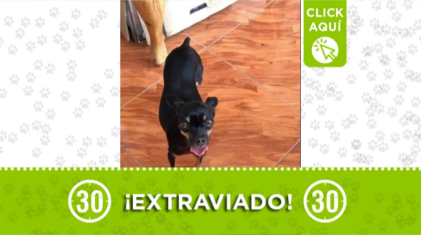 'Chiki' perdido en Envigado