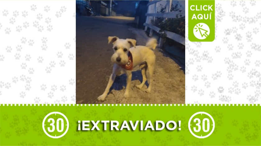 Perrito perdido en San Antonio de Prado