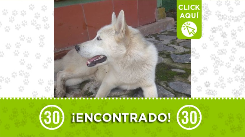 Perro encontrado en Rionegro