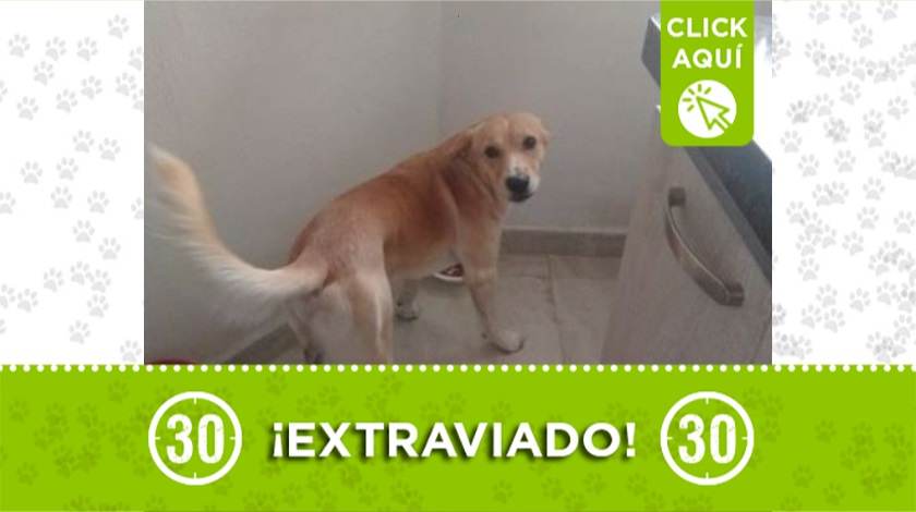 "Demo" perdido en Bello