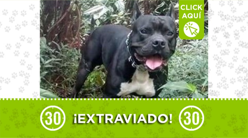 'Dominik' perdido en La Estrella