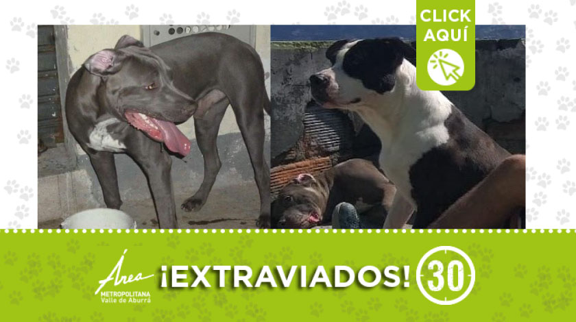 Estos perros se extraviaron en sector de Manrique San Blas