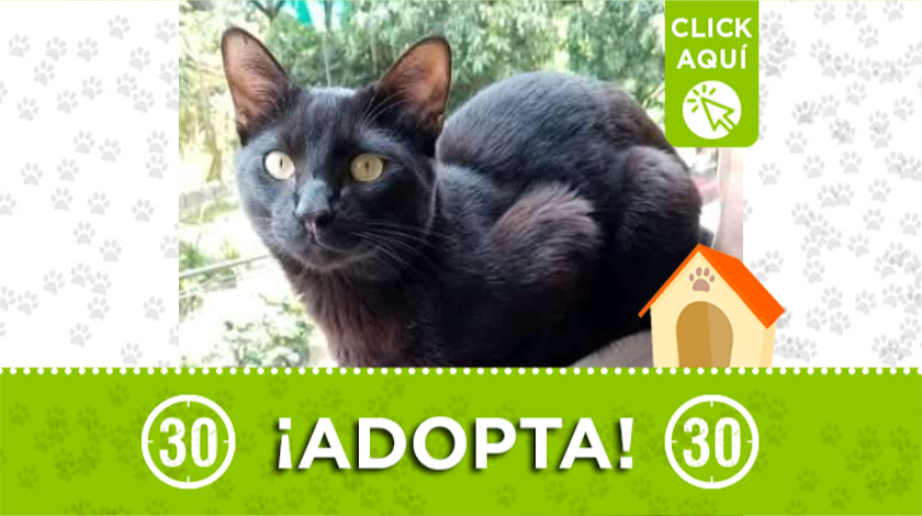 'Ramón' busca un hogar