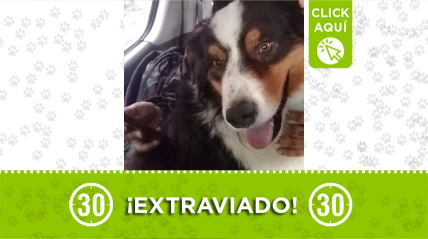 "Apolo" perdido en Amagá