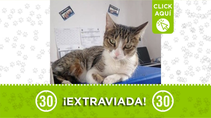 'Sorpresa' perdida en Belén