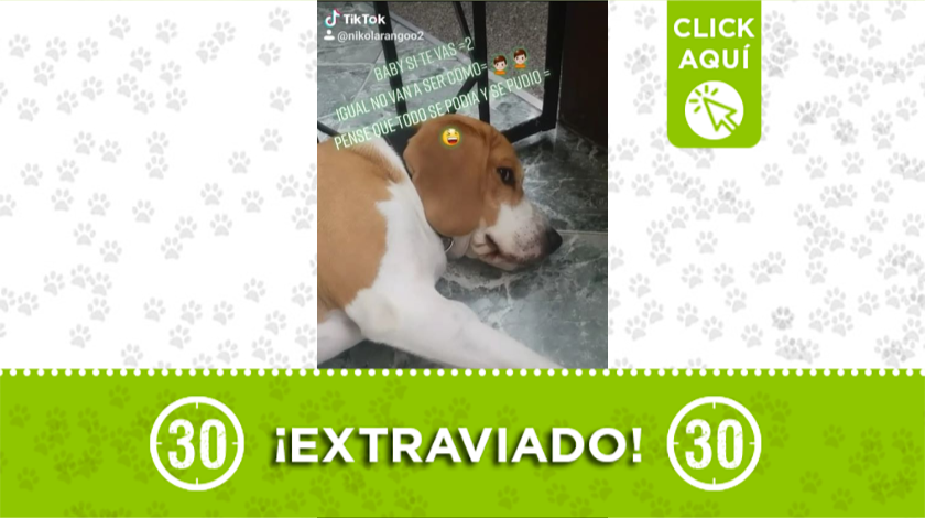 'Tobi' se perdió hace una semana en el barrio Manrique