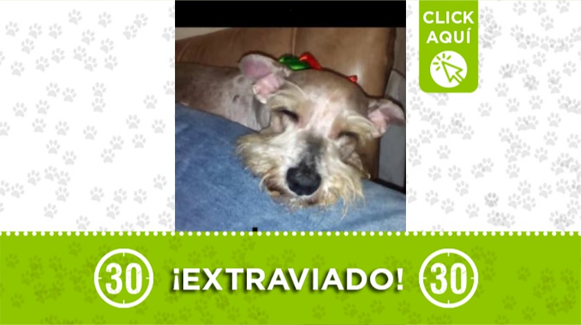 "Tommy" perdido en Belén