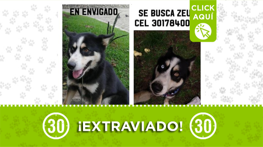 Buscan a 'Zeus' que se perdió en Envigado