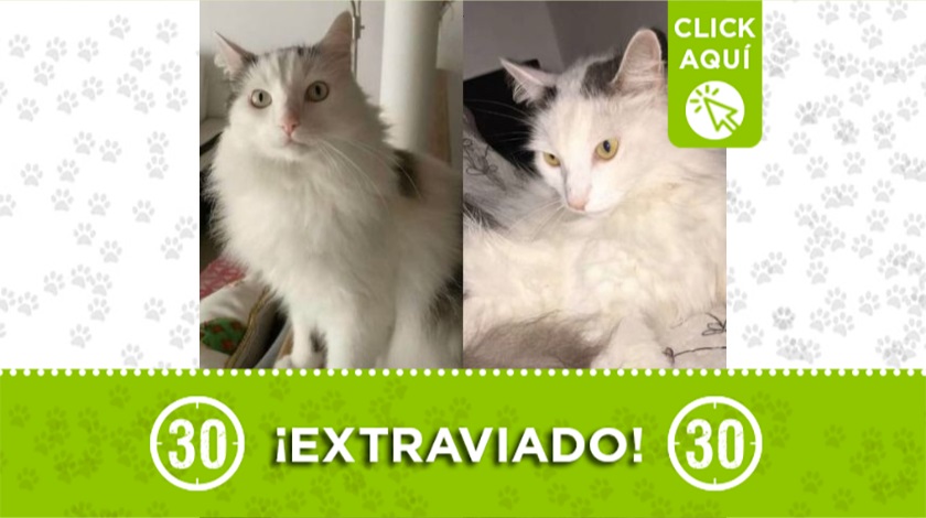 'Ñau' perdido en Laureles