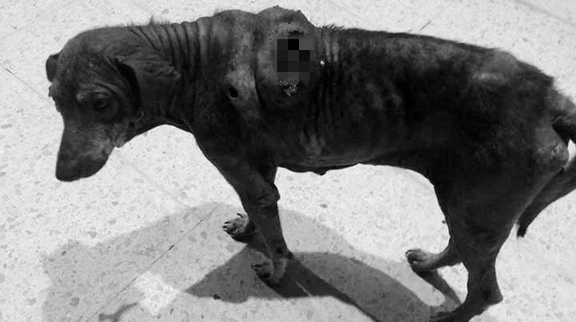 Así encontraron a 'Juana'