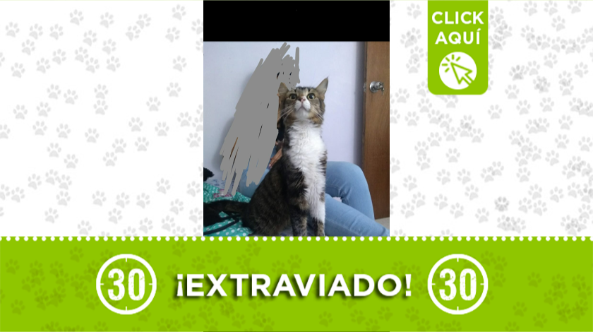 Nyanta se extravió