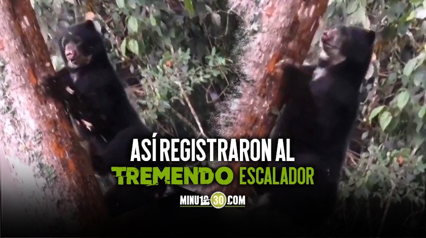 VIDEO: ¡Qué destreza! Avistaron un enorme oso de anteojos bajándose de un árbol en un Parque Nacional colombiano