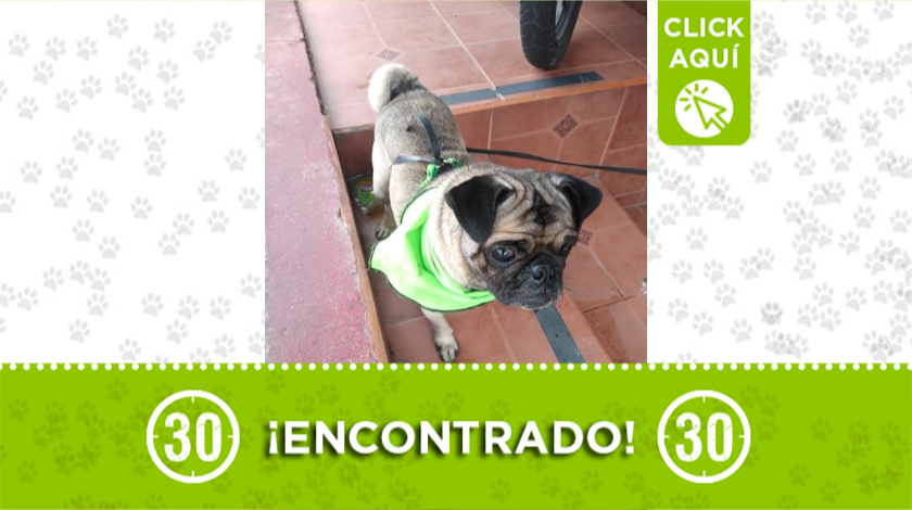 Peludito encontrado deambulando por Barichara, buscan a sus dueños