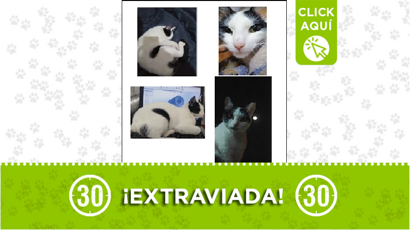 'Agatha' perdida en Buenos Aires