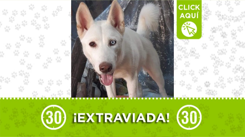 'Alaska' perdida en Bello