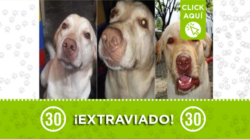 'Apolo' perdido en Robledo Kennedy