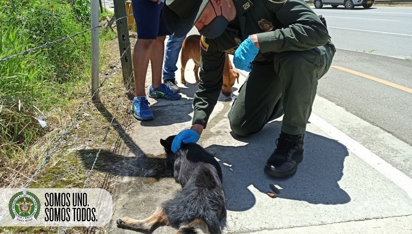 ¡No estás sola! rescatan a perrita atropellada en la autonorte por Copacabana