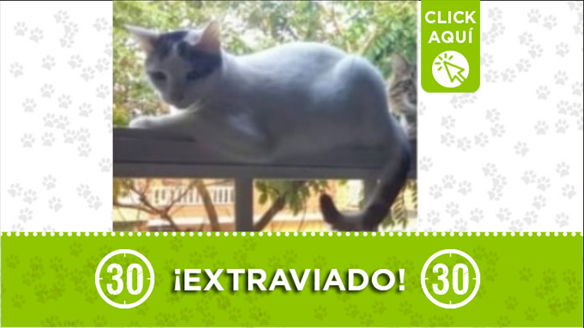 A "Bigotes" lo buscan en Sabaneta, ¿lo ha visto? 1 bigote