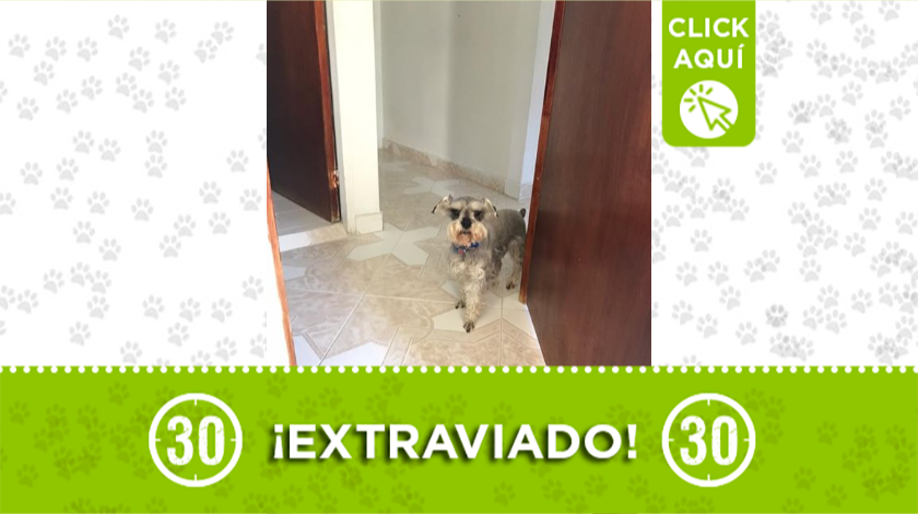 'Bruno' se perdió por el metro cable La Aurora