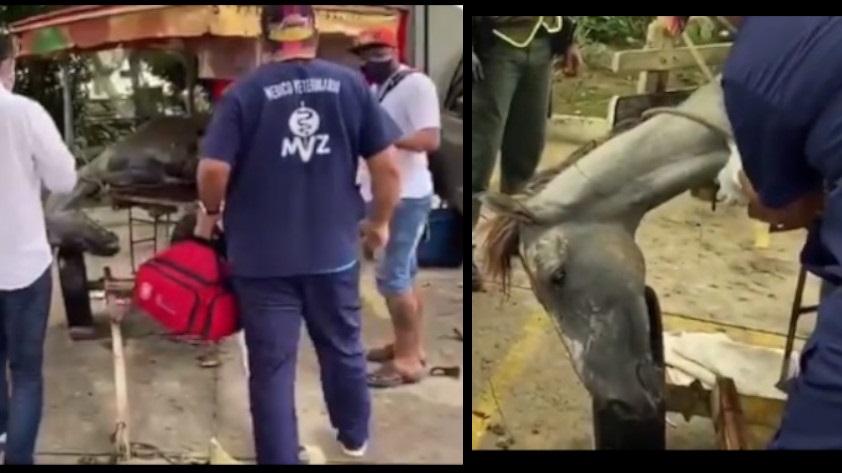 VIDEO: “Estaba sufriendo mucho”, controversia en Barranquilla tras ponerle la eutanasia a un caballo