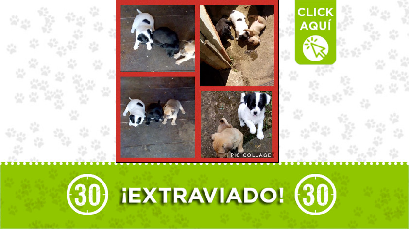 Cachorros perdidos en Santa Elena
