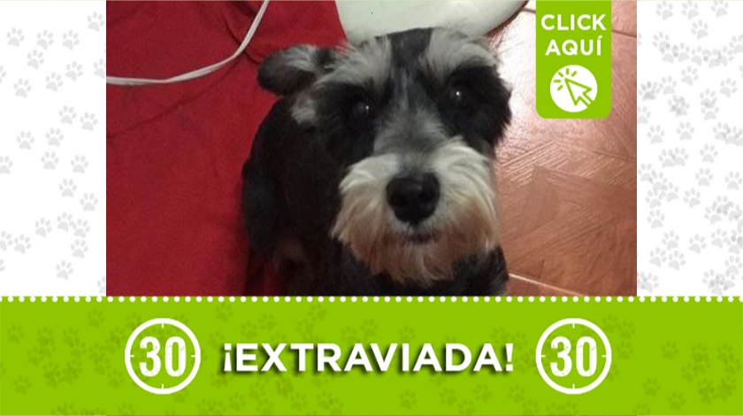 'Candy' perdida en Santa Cruz