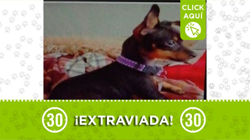 'Candy' perdida Cali