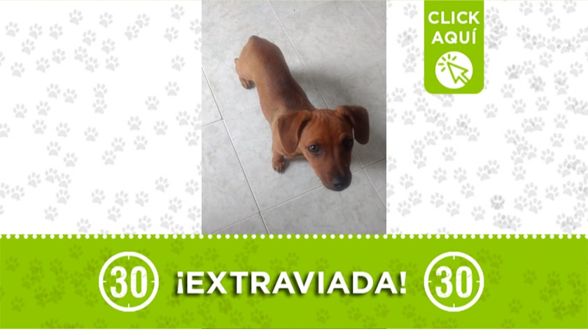 'Canela' perdida en Manrique Oriental