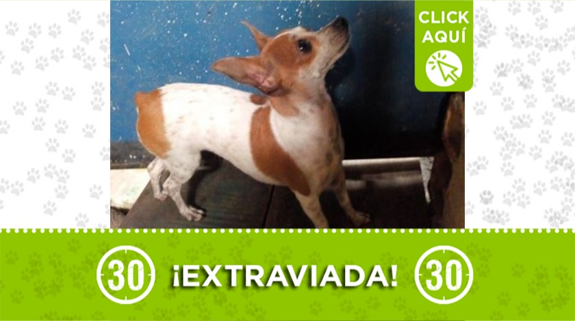 'Caty' perdida entre Granada y Santuario