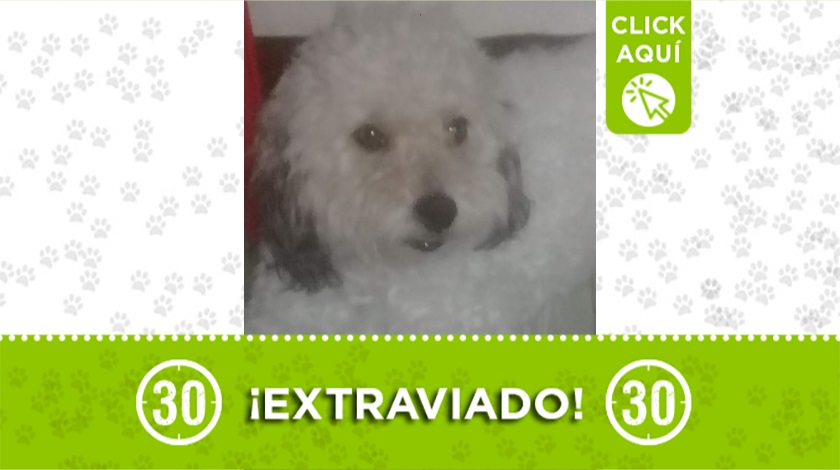 'Checho' perdido en Calasanz