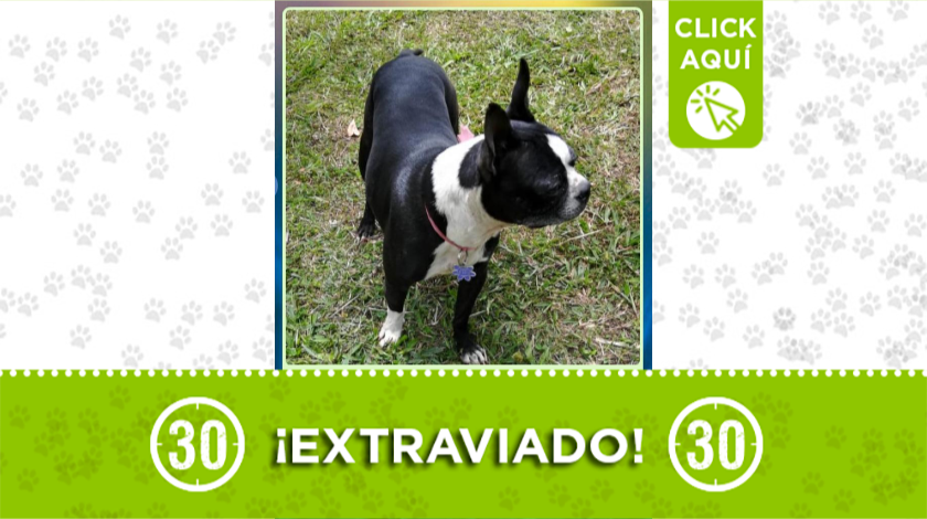 'Chispas' se perdió desde el domingo en Rionegro